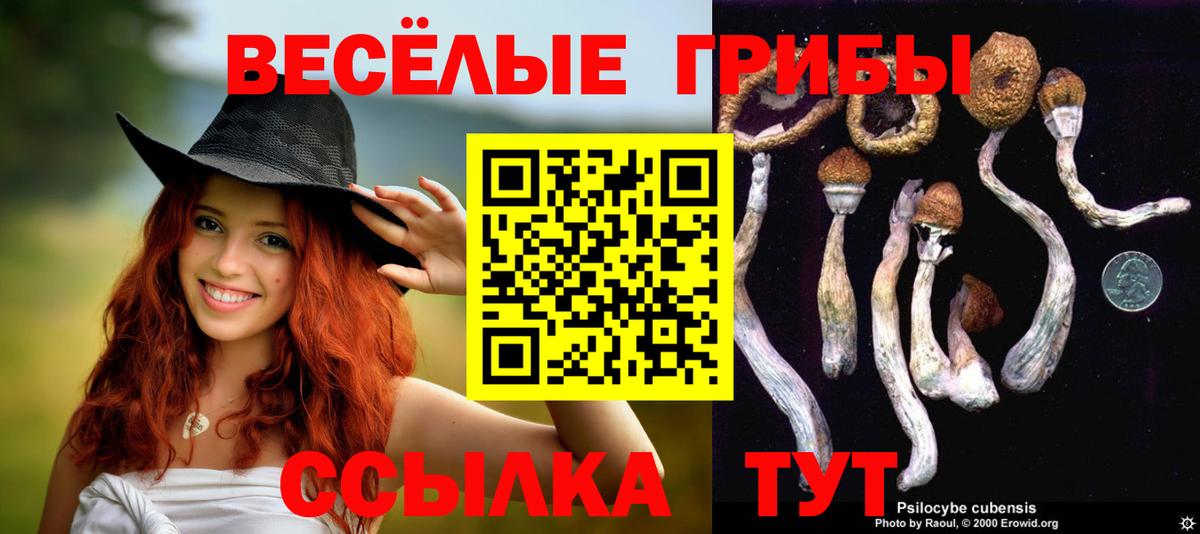 Тайшет  Псилоцибиновые грибы прущие грибы  Галлюциногенные грибы Psilocybe  Вход с VPN 
